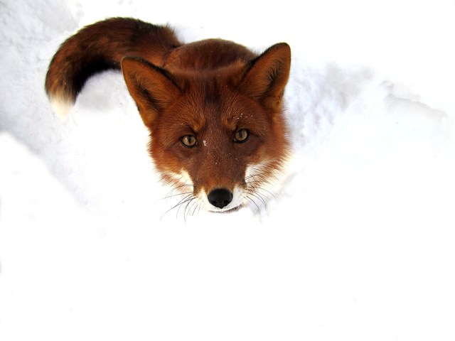 雪の中のきつね